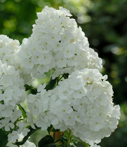 Phlox whipped cream seeds - whipped,