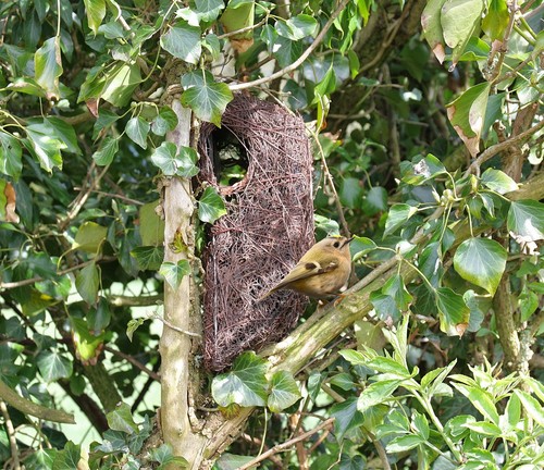 Tree nest pouch - tree,