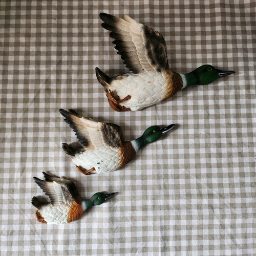 Flying wall ducks with - flying,