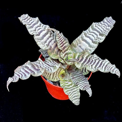 Cryptanthus zonatus earth star - cryptanthus,