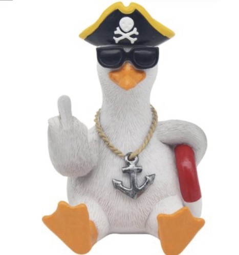 Seagull bird pirate - seagull, sailor