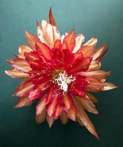 Epiphyllum slightly sassy 18 - sassy, -18