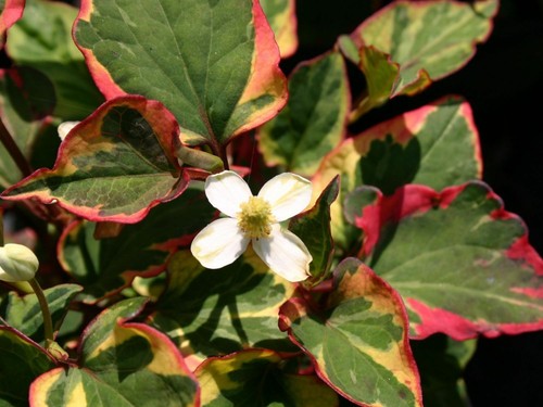 Houttuynia cordata chameleon - houttuynia,