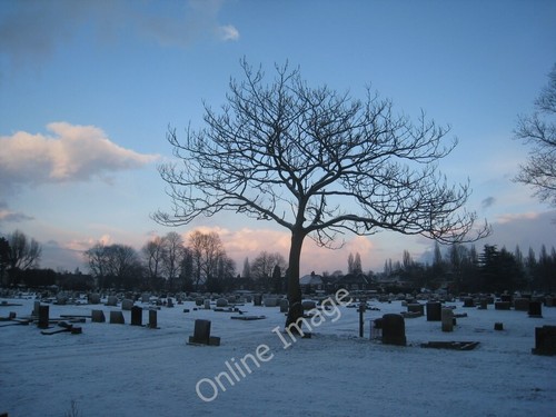 Photo 6x4 foxglove tree - tree, in
