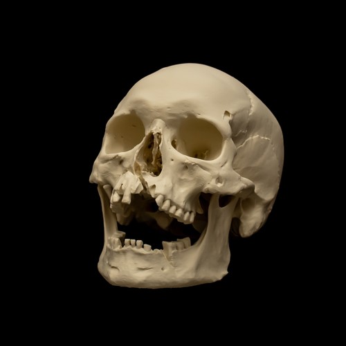 Replica human skull life size - replica,