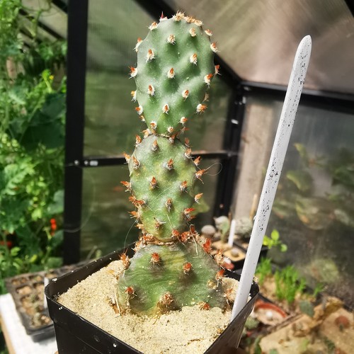 Opuntia baby rita - rita",