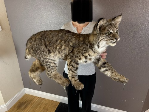 Bobcat taxidermy mount - bobcat,