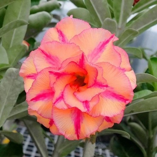Seeds adenium obesum desert - seeds,