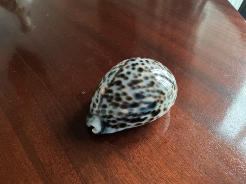 Cypraea tigris seashell - cypraea,