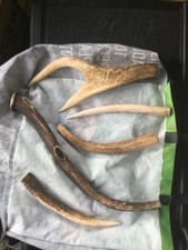 Five Red deer antler pieces
