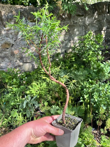 Dawn redwood bonsai - dawn,