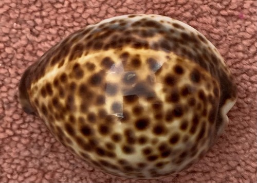 Tiger cowrie sea - 4,