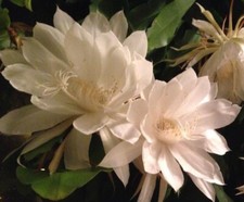 Epiphyllum Orchid 'Queen of The Night' Cactus Plant ROOTED 20cm+ Cutting