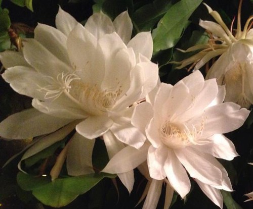 Epiphyllum orchid queen of - orchid,