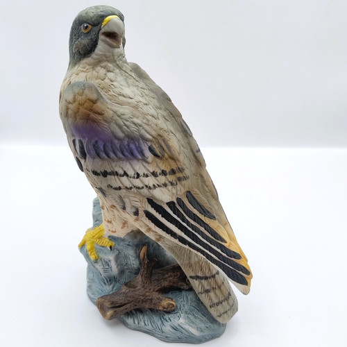 Peregrine falcon bird - falcon,