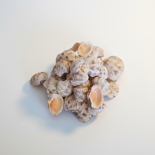 Natural mixed sea - natural, shells