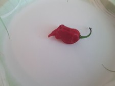 40+ Authentic Red Trinidad