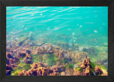 Jellyfish In Black Sea Wat