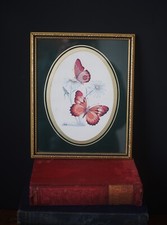 Vintage Framed Butterflies