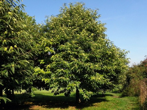 Castanea sativa sweet - castanea, /