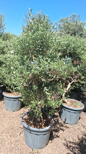 European olive tree - olive,