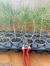 3 x Japanese Black Pine Pinus