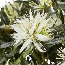 Azalea Plant Starstyle White