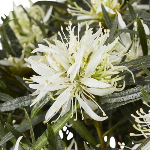 Azalea plant starstyle white - plant,