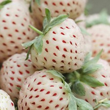 Fruit plants white - white, strawberry