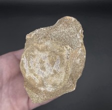 Plesiosaur Marine Reptile