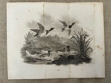 Antique Duck Bird Print Wild