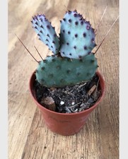 Opuntia ‘Santa Rita’