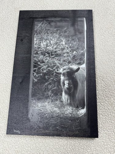 Mcm stunning framed goat - mcm,