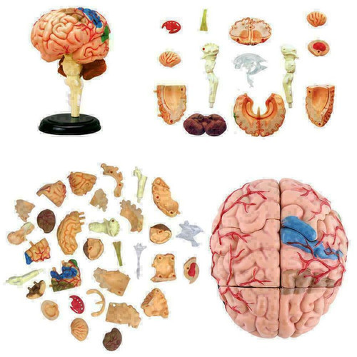 Disassembled anatomical - disassembled,