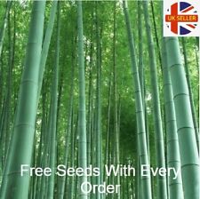 500Pc Phyllostachys Edulis