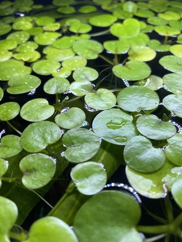 Premium amazon frogbit - 5,