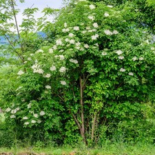 Hedge Golden Elderberry