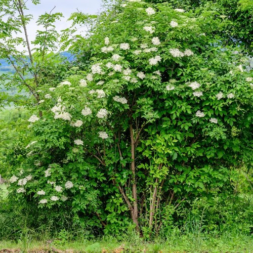 Hedge golden elderberry - hedge,