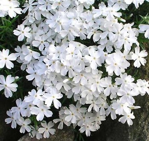 Alpine phlox plugs rockery - x,