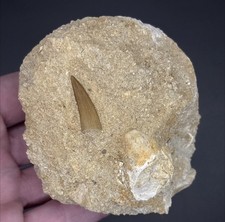 Plesiosaur Marine Reptile