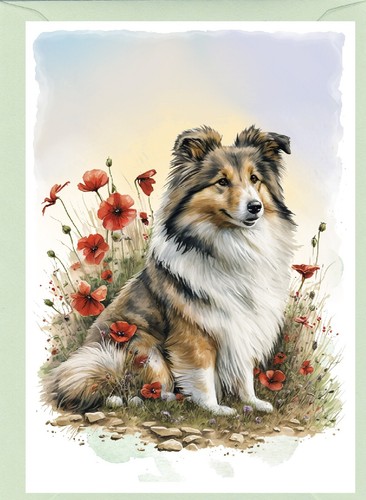 Shetland sheepdog sheltie - /sheltie, dog
