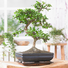Bonsai Chinese Elm Tree -