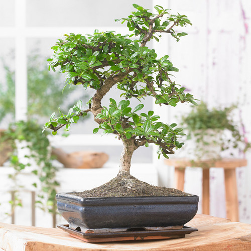 Bonsai chinese elm - elm, tree