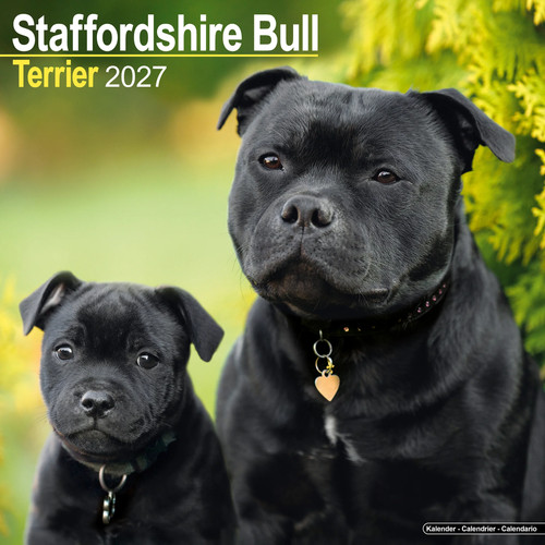 Staffordshire bull terrier - bull,