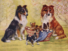 SHELTIE SHETLAND SHEEPDOG DOGS AND PUPPIES LOVELY DOG GREETINGS NOTE CARD