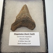 Genuine Fossil Megalodon Shark