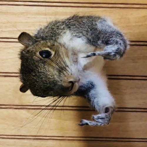 Squirrel taxidermy wall mount - squirrel,