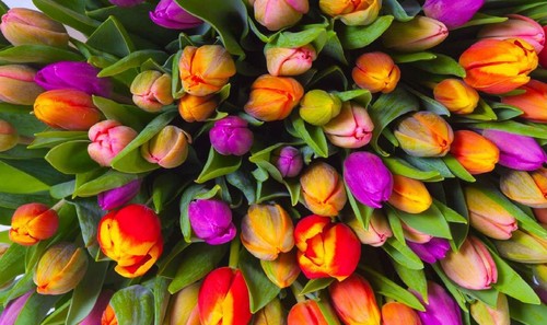 Piatnik tulips jigsaw puzzle - tulips,
