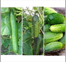 Cucumber Plant Plugs Mixed