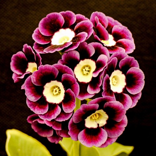 Photo 6x4 primula - photo,